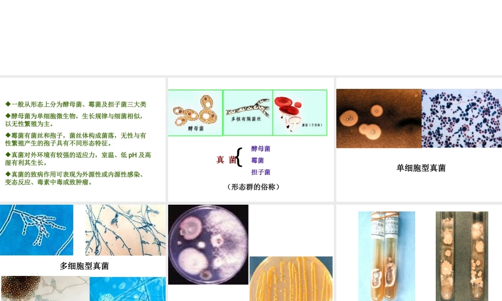 八年级生物上册 5.4.3 真菌课件4 （新版）新人教版