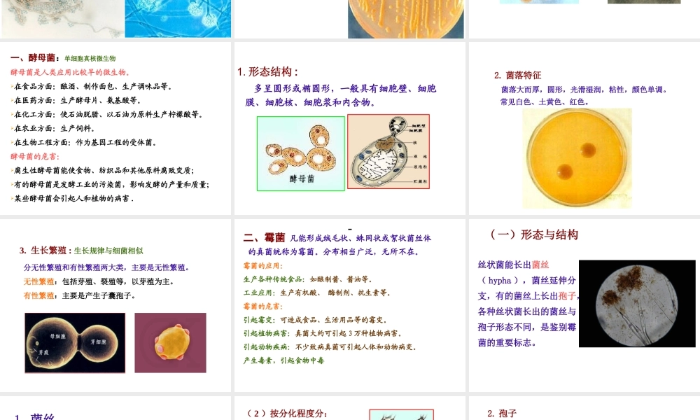 八年级生物上册 5.4.3 真菌课件4 （新版）新人教版