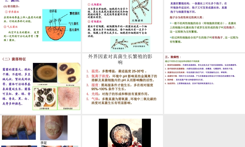 八年级生物上册 5.4.3 真菌课件4 （新版）新人教版