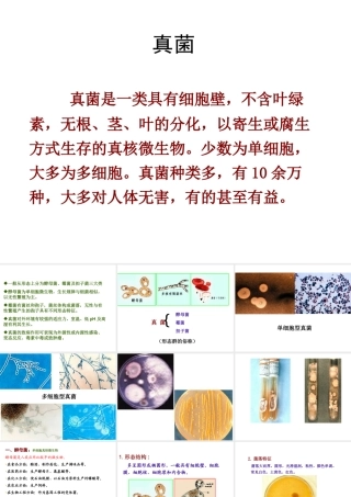 八年级生物上册 5.4.3 真菌课件4 （新版）新人教版