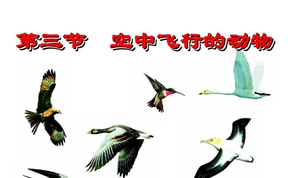 八年级生物上册 5.1.3空中飞行的动物 人教新课标版