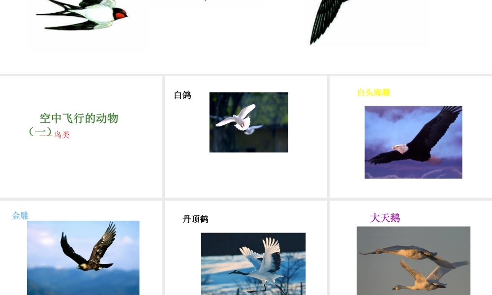 八年级生物上册 5.1.3空中飞行的动物 人教新课标版