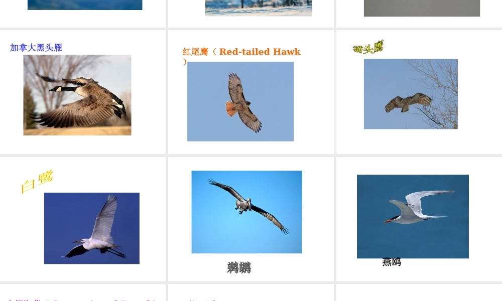 八年级生物上册 5.1.3空中飞行的动物 人教新课标版
