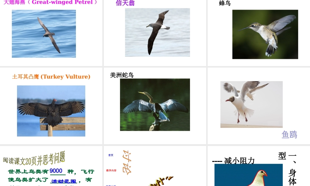 八年级生物上册 5.1.3空中飞行的动物 人教新课标版