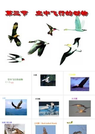 八年级生物上册 5.1.3空中飞行的动物 人教新课标版