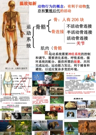 八年级生物上册 5.2.2《先天性行为和学习行为》课件2 （新版）新人教版-（新版）新人教版初中八年级上册生物课件