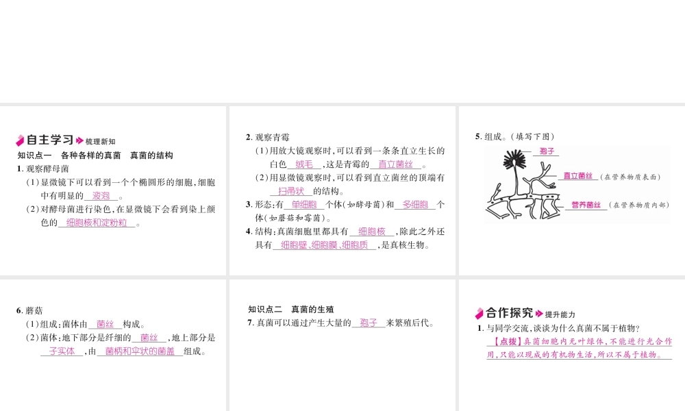 八年级生物上册 5.4.3 真菌作业课件 （新版）新人教版-（新版）新人教版初中八年级上册生物课件