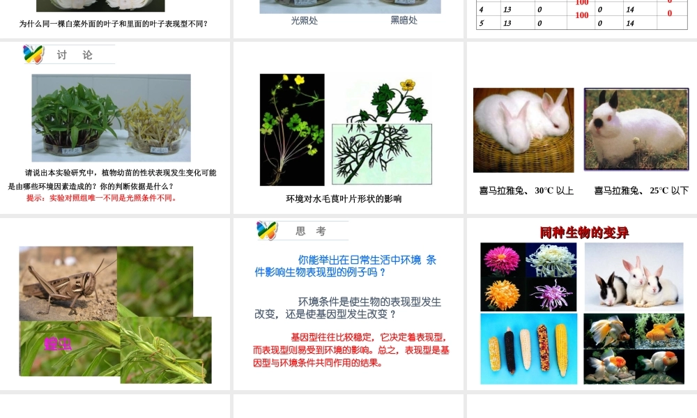 八年级生物上册 20.5 遗传与环境课件 北师大版