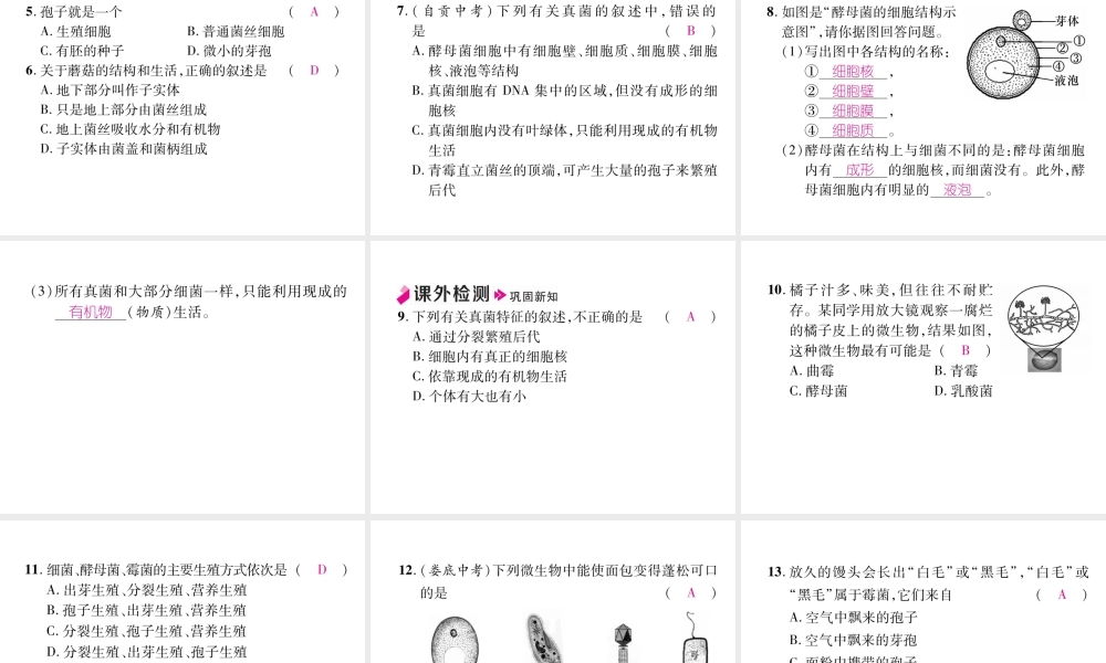八年级生物上册 5.4.3 真菌作业课件 （新版）新人教版-（新版）新人教级上册生物课件