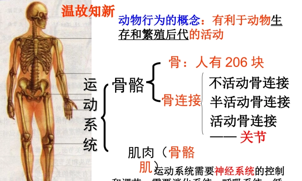 八年级生物上册 5.2.2《先天性行为和学习行为》课件2 （新版）新人教版-（新版）新人教级上册生物课件