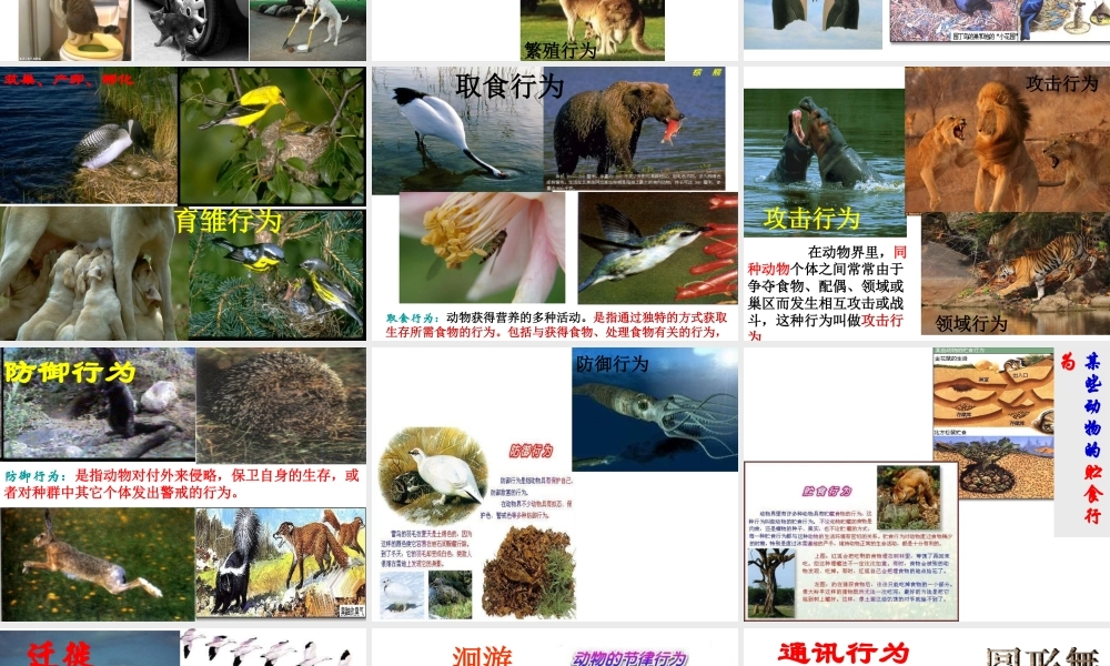 八年级生物上册 5.2.2《先天性行为和学习行为》课件2 （新版）新人教版-（新版）新人教级上册生物课件