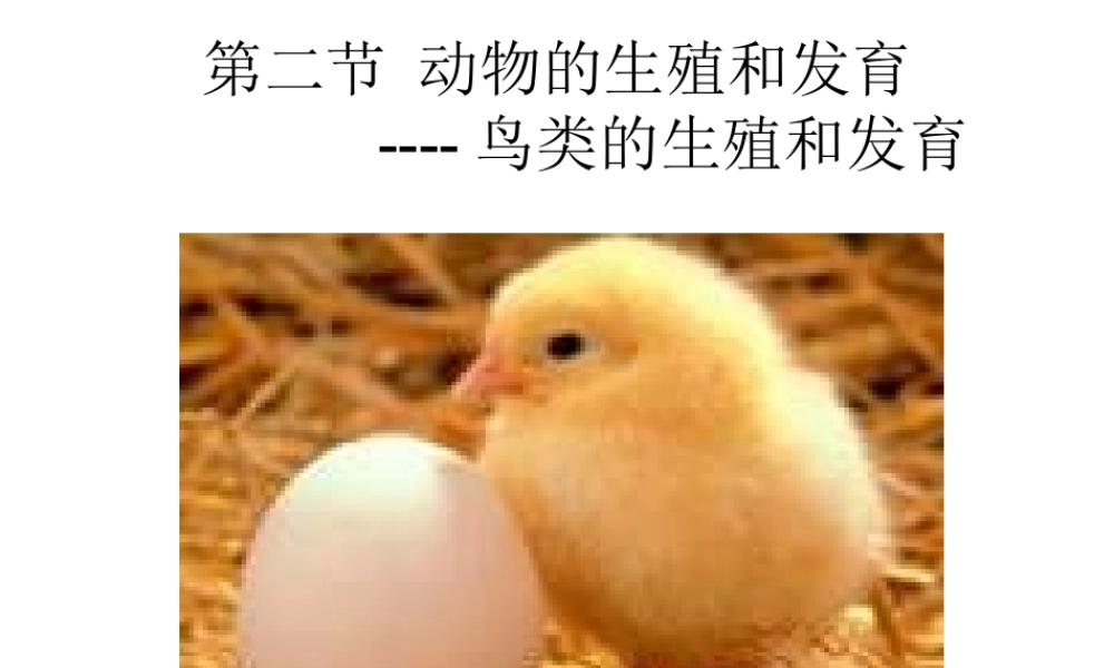 八年级生物上册 第10章 第2节 动物的的生殖和发育（三 鸟类的生殖和发育）课件 北京课改版-北京课改级上册生物课件
