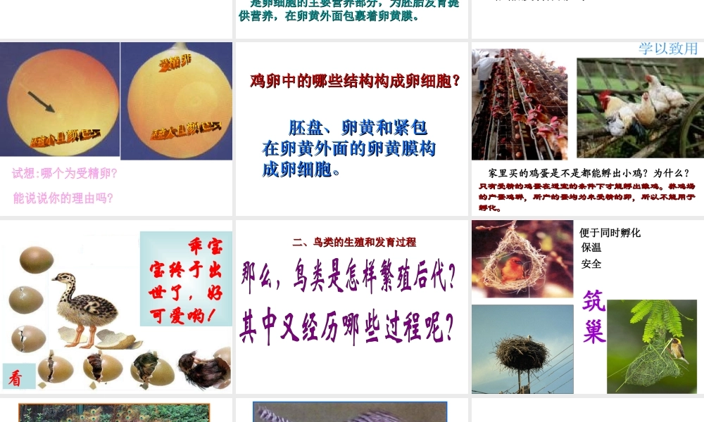八年级生物上册 第10章 第2节 动物的的生殖和发育（三 鸟类的生殖和发育）课件 北京课改版-北京课改级上册生物课件