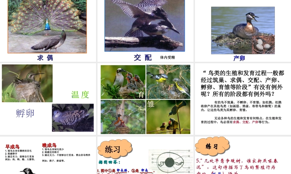 八年级生物上册 第10章 第2节 动物的的生殖和发育（三 鸟类的生殖和发育）课件 北京课改版-北京课改级上册生物课件