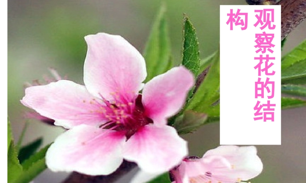 八年级生物上册 第10章 第3节 开花和结果课件 北京课改版-北京课改版初中八年级上册生物课件