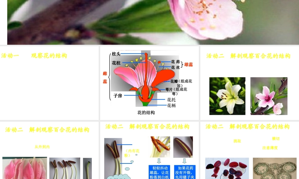 八年级生物上册 第10章 第3节 开花和结果课件 北京课改版-北京课改版初中八年级上册生物课件