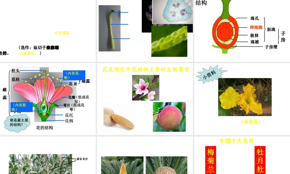 八年级生物上册 第10章 第3节 开花和结果课件 北京课改版-北京课改版初中八年级上册生物课件