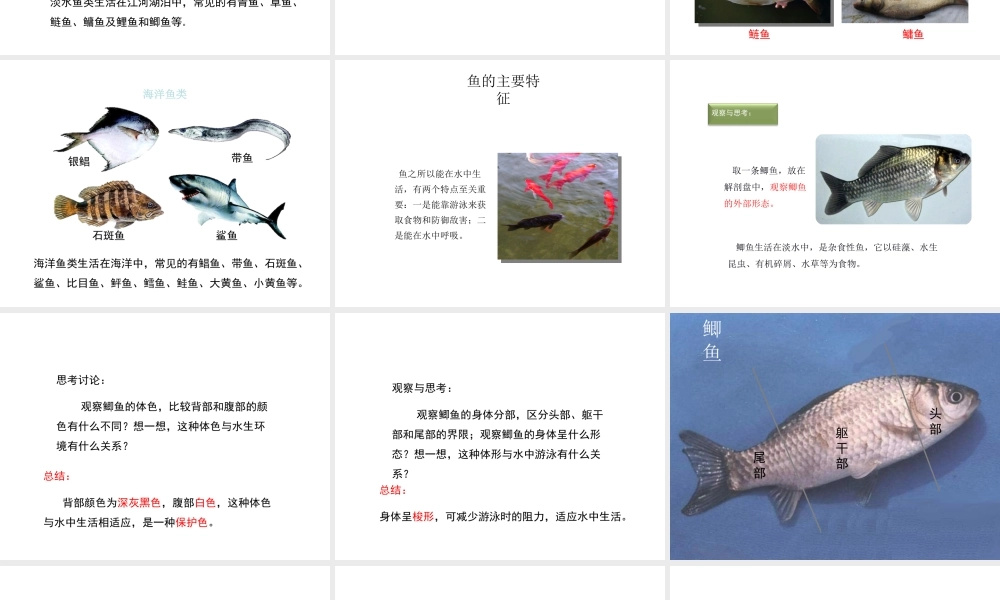 八年级生物上册 5.1.4 鱼教学课件1 （新版）新人教版-（新版）新人教版初中八年级上册生物课件