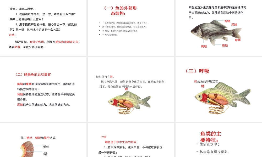 八年级生物上册 5.1.4 鱼教学课件1 （新版）新人教版-（新版）新人教版初中八年级上册生物课件