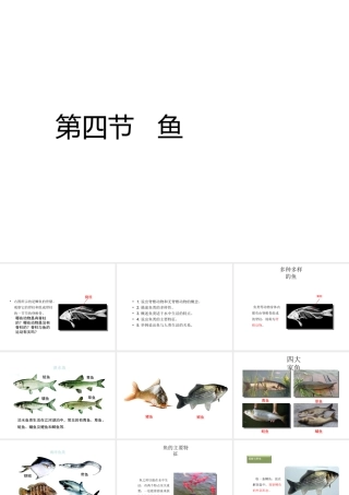 八年级生物上册 5.1.4 鱼教学课件1 （新版）新人教版-（新版）新人教版初中八年级上册生物课件