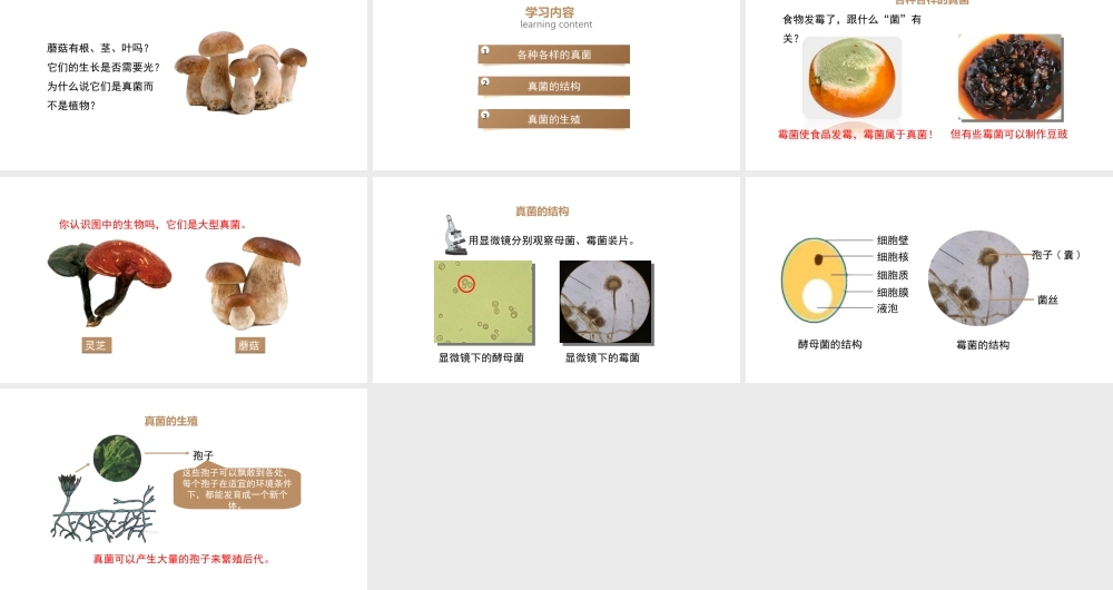 八年级生物上册 5.4.3《真菌》课件 （新版）新人教版-（新版）新人教版初中八年级上册生物课件
