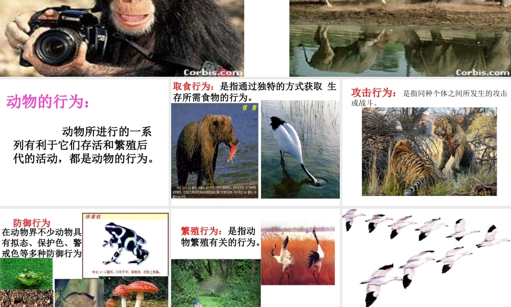 八年级生物上册 5.2.2《先天性行为和学习行为》课件4 （新版）新人教版-（新版）新人教级上册生物课件