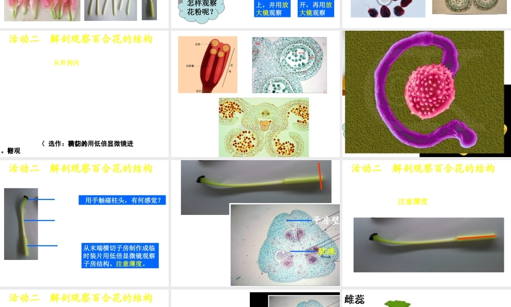 八年级生物上册 第10章 第3节 开花和结果课件 北京课改版-北京课改级上册生物课件