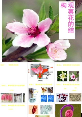 八年级生物上册 第10章 第3节 开花和结果课件 北京课改版-北京课改级上册生物课件
