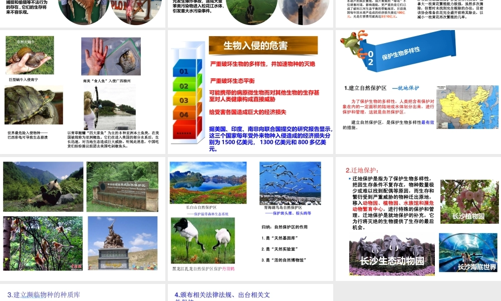 八年级生物上册 6.3 保护生物的多样性课件 （新版）新人教版-（新版）新人教版初中八年级上册生物课件