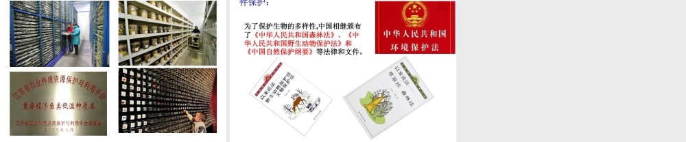 八年级生物上册 6.3 保护生物的多样性课件 （新版）新人教版-（新版）新人教版初中八年级上册生物课件