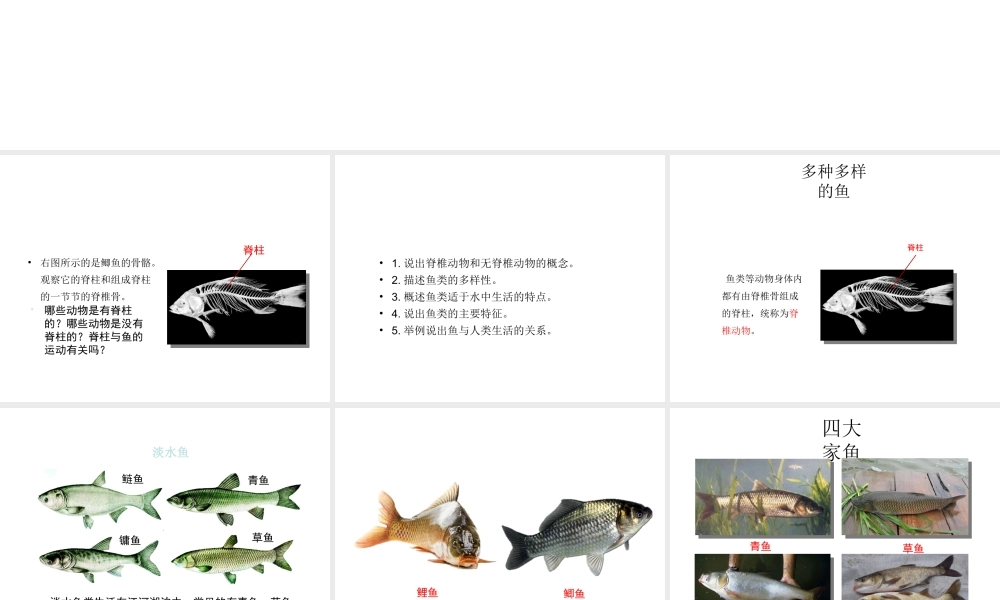 八年级生物上册 5.1.4 鱼教学课件1 （新版）新人教版-（新版）新人教级上册生物课件