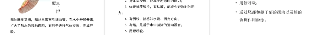 八年级生物上册 5.1.4 鱼教学课件1 （新版）新人教版-（新版）新人教级上册生物课件
