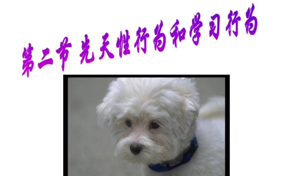 八年级生物上册 5.2.2先天性行为和学习行为课件 人教新课标版