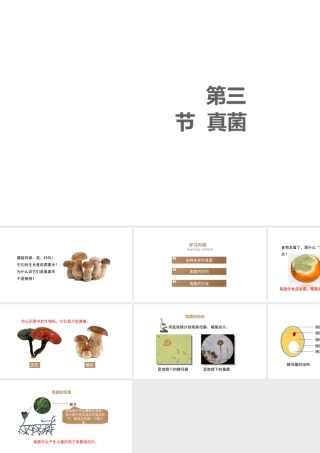 八年级生物上册 5.4.3《真菌》课件 （新版）新人教版-（新版）新人教级上册生物课件