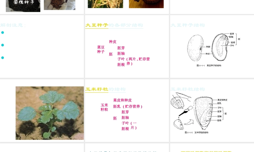 八年级生物上册 第10章 第3节 种子的结构课件 北京课改版-北京课改版初中八年级上册生物课件