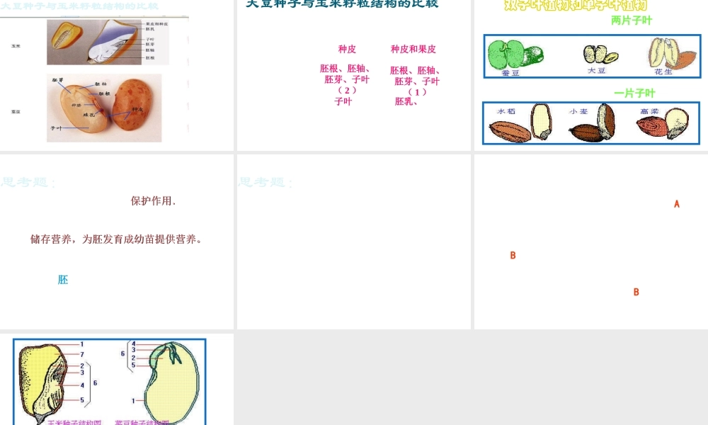 八年级生物上册 第10章 第3节 种子的结构课件 北京课改版-北京课改版初中八年级上册生物课件