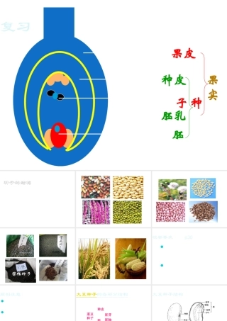 八年级生物上册 第10章 第3节 种子的结构课件 北京课改版-北京课改版初中八年级上册生物课件