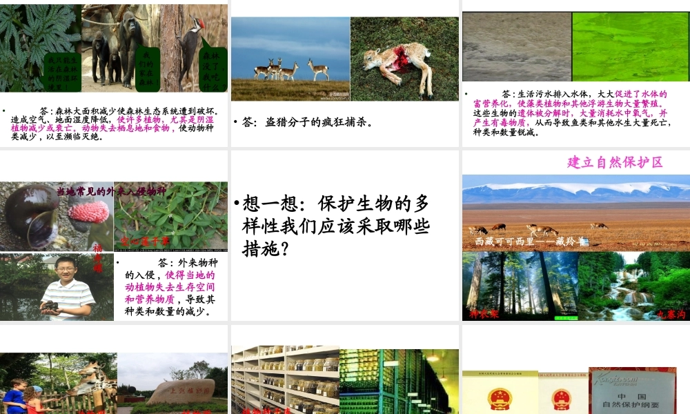 八年级生物上册 6.3 保护生物的多样性课件 （新版）新人教版-（新版）新人教级全册生物课件