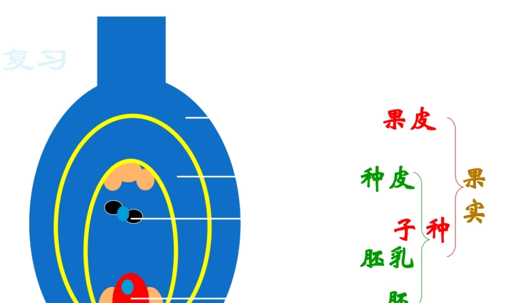 八年级生物上册 第10章 第3节 种子的结构课件 北京课改版-北京课改级上册生物课件