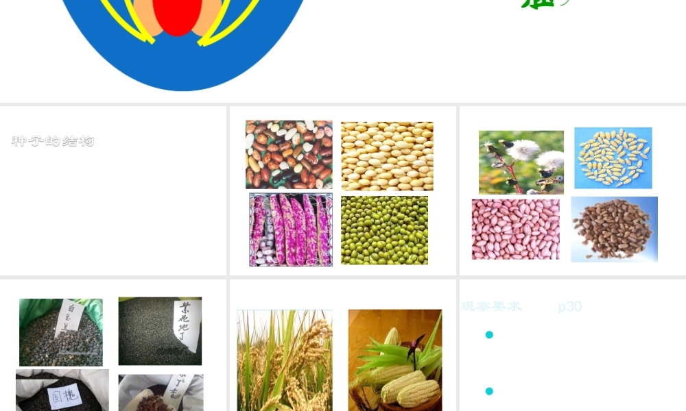 八年级生物上册 第10章 第3节 种子的结构课件 北京课改版-北京课改级上册生物课件