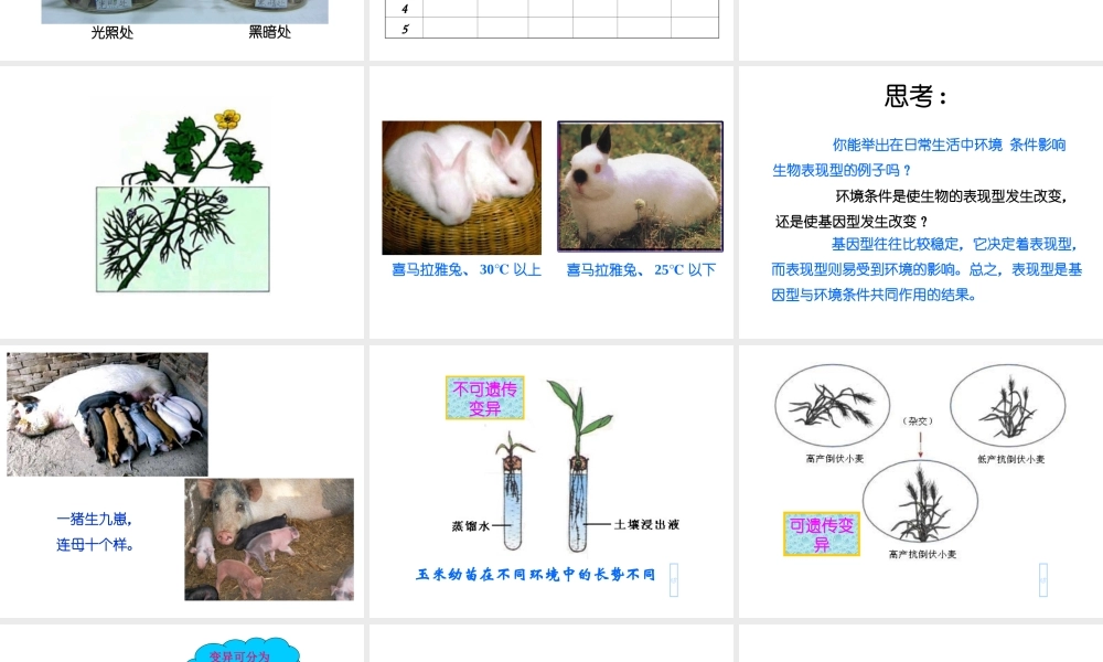 八年级生物上册 20.5《遗传与环境》课件2 （新版）北师大版-（新版）北师大版初中八年级上册生物课件