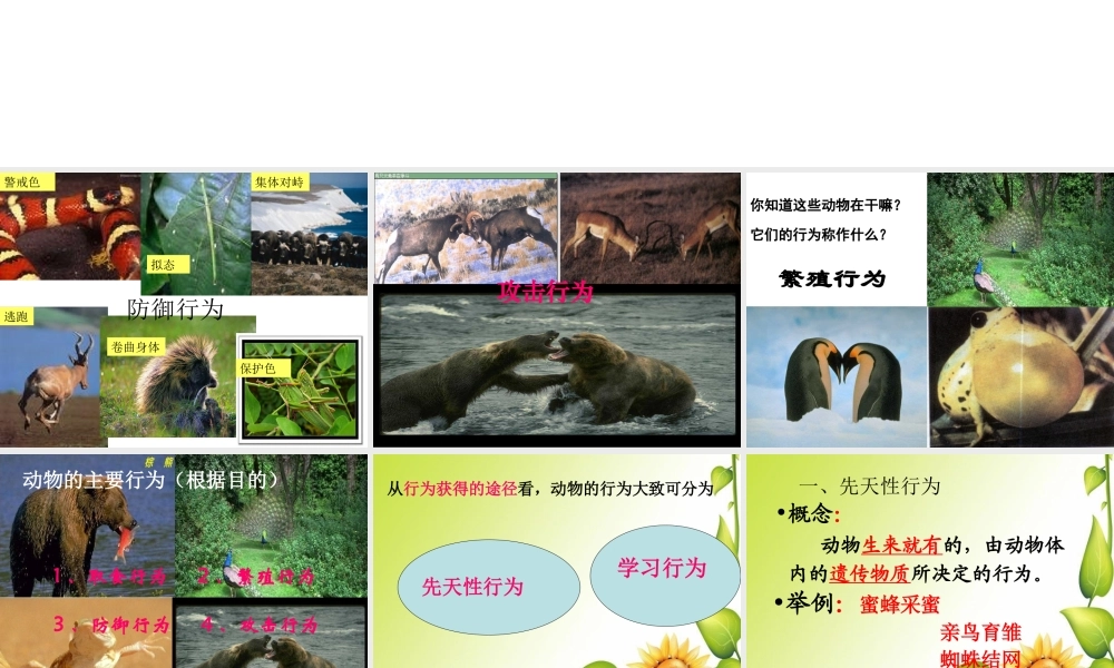 八年级生物上册 5.2.2先天性行为与学习行为课件 （新版）新人教版-（新版）新人教级上册生物课件