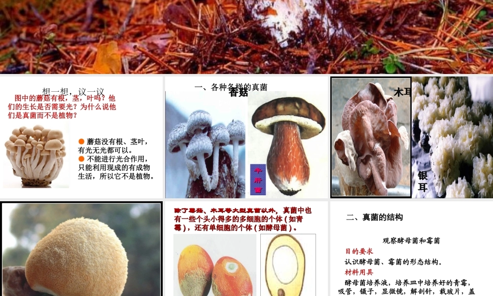 八年级生物上册 5.4.3《真菌》课件1 （新版）新人教版-（新版）新人教版初中八年级上册生物课件