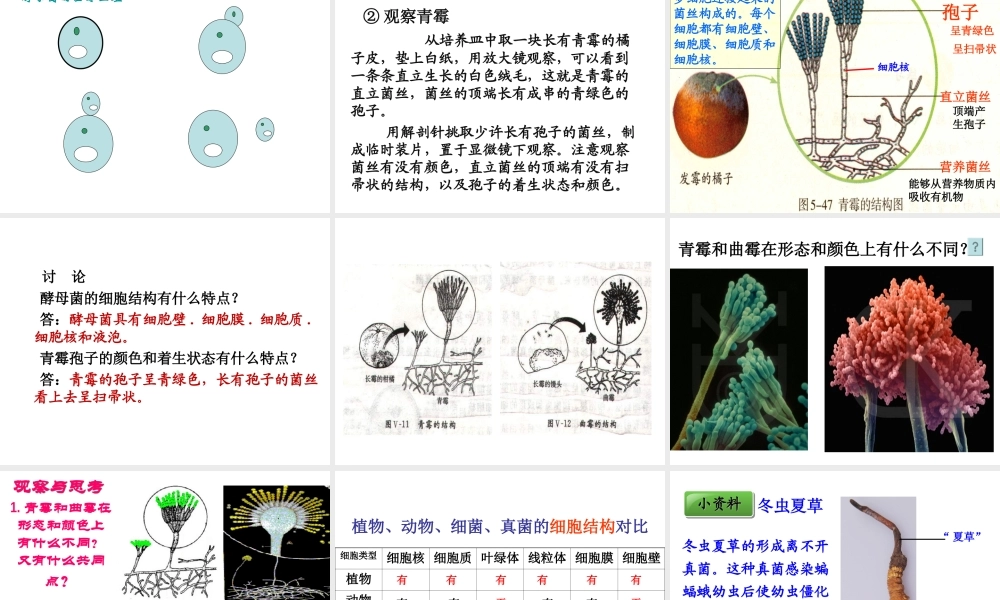 八年级生物上册 5.4.3《真菌》课件1 （新版）新人教版-（新版）新人教版初中八年级上册生物课件