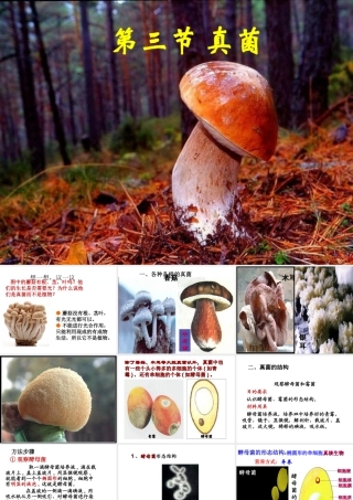 八年级生物上册 5.4.3《真菌》课件1 （新版）新人教版-（新版）新人教版初中八年级上册生物课件