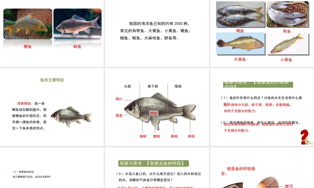 八年级生物上册 5.1.4 鱼教学课件2 （新版）新人教版-（新版）新人教版初中八年级上册生物课件