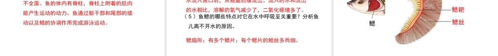 八年级生物上册 5.1.4 鱼教学课件2 （新版）新人教版-（新版）新人教版初中八年级上册生物课件