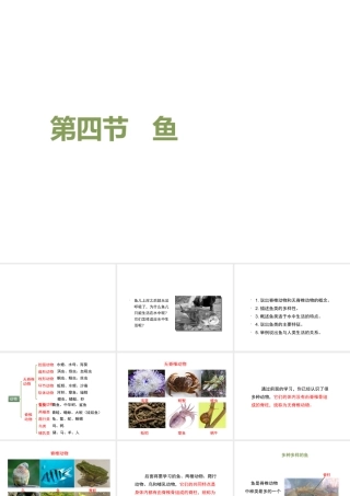 八年级生物上册 5.1.4 鱼教学课件2 （新版）新人教版-（新版）新人教版初中八年级上册生物课件