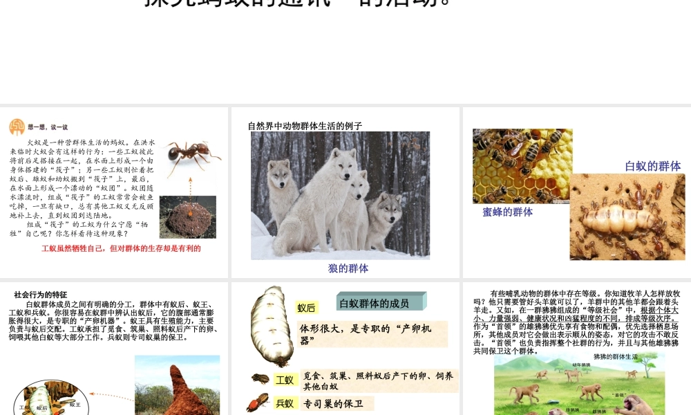 八年级生物上册 5.2.3  社会行为课件 （新版）新人教版-（新版）新人教版初中八年级上册生物课件