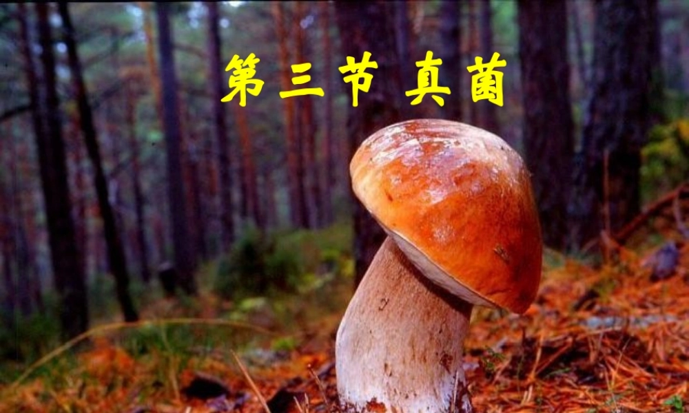 八年级生物上册 5.4.3《真菌》课件1 （新版）新人教版-（新版）新人教级上册生物课件